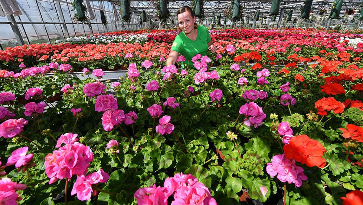 Thüringen: Gärtnereien liefern 9,3 Millionen Pflanzen für Beete und Balkone