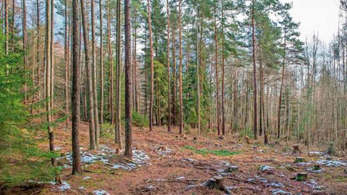 Thüringen: Wegen Dürreschäden: Keller fordert mehr Geld für Thüringens Wälder
