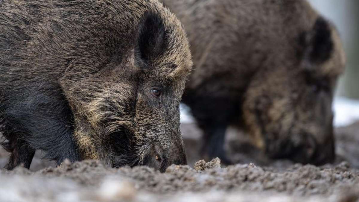 Schmalkalden: Landkreis testet Wildabwehrzäune gegen Schweinepest