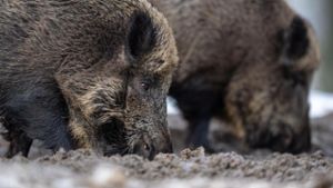 Landkreis testet Wildabwehrzäune gegen Schweinepest