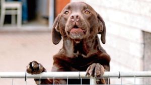 Schwallunger Gemeinderat erhöht Hundesteuer