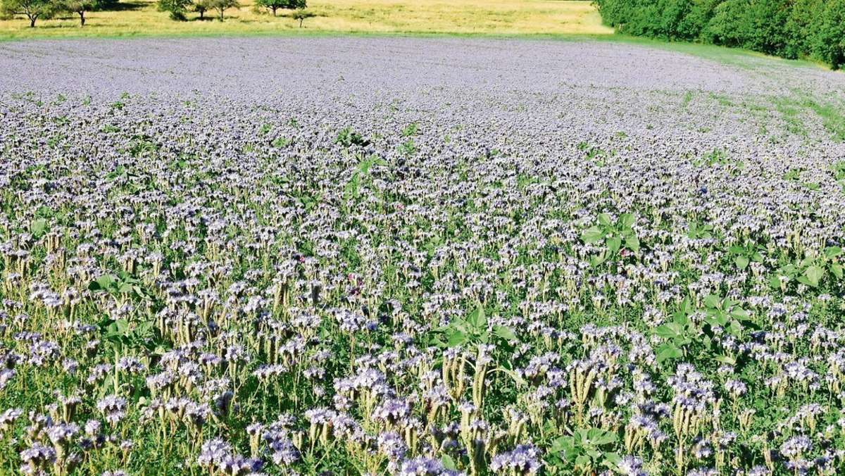 Hildburghausen: Ein Lob für duftende Bienenweide