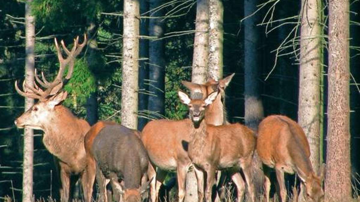 Ilmenau: Die Herbstjagd im Forstamt Frauenwald beginnt