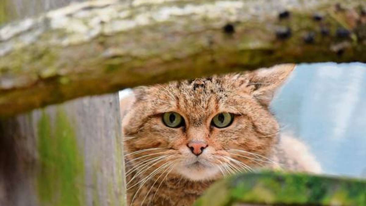 Ilmenau: Wildkatzen werden vermehrt gesichtet