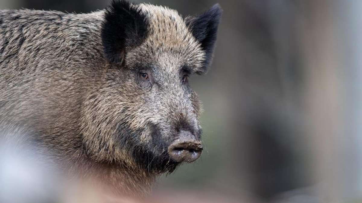 Erfurt: Risiko für Afrikanische Schweinepest steigt