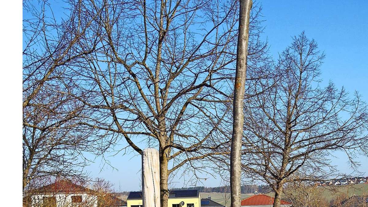 Ersatzpflanzungen: Sanierung der Poststraße:  Einige Bäume wurden umgepflanzt