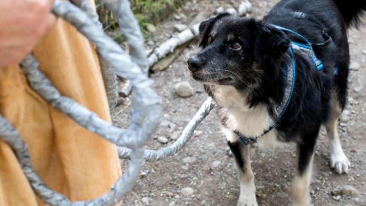 Werra-Bote: Hund spannt Kette über Straße - Auto wird heftig demoliert