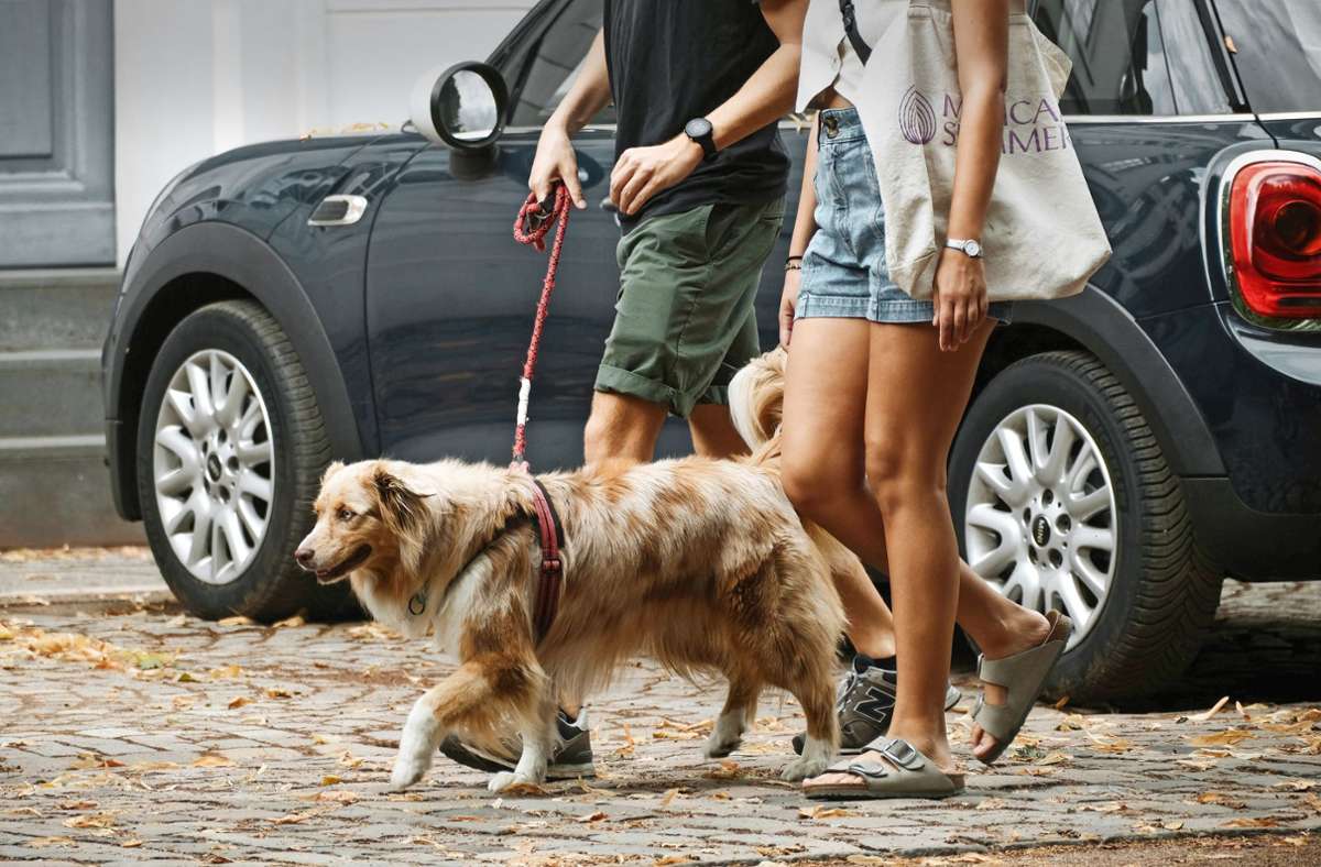 Nicht nur die Hunde, auch ihre Halterinnen und Halter machen bei ihren Gassirunden die Nachbarschaft sicherer. Foto: imago//Michael Gstettenbauer