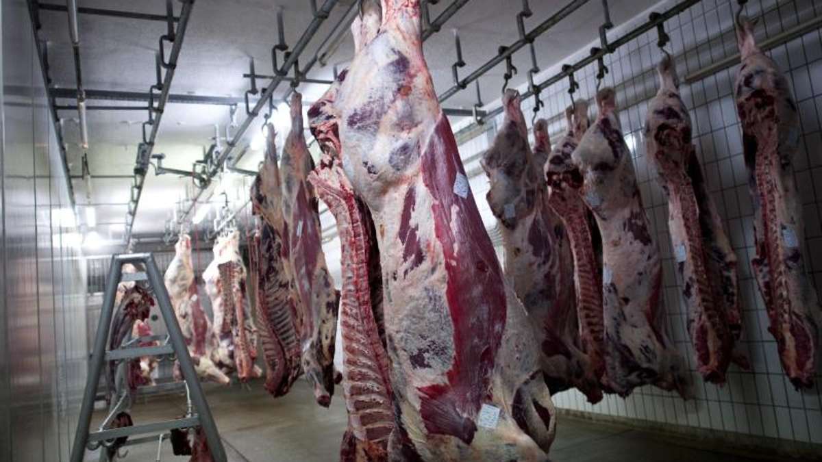 Thüringen: Weniger Schweine, aber mehr Rinder in Thüringen geschlachtet