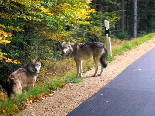 Zwei Wölfe an einer Straße im Bayerischen Wald. Foto: Anett Kalmar/ARchiv
