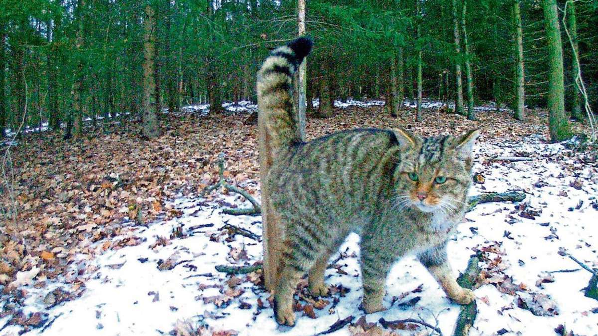 Suhl/ Zella-Mehlis: Die Wildkatze schärft in der Region ihre Krallen