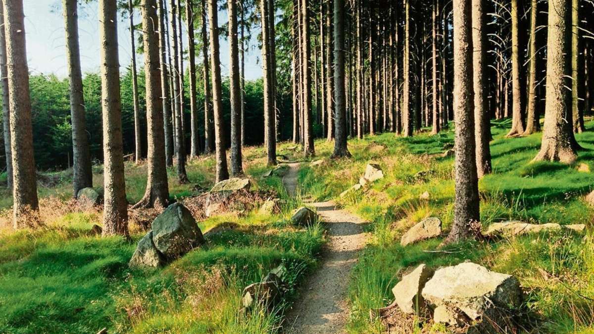 Ilmenau: Lindenberg-Studie: Bürgerwald und Natur sollen erhalten bleiben