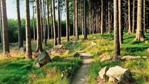 Lindenberg-Studie: Bürgerwald und Natur sollen erhalten bleiben