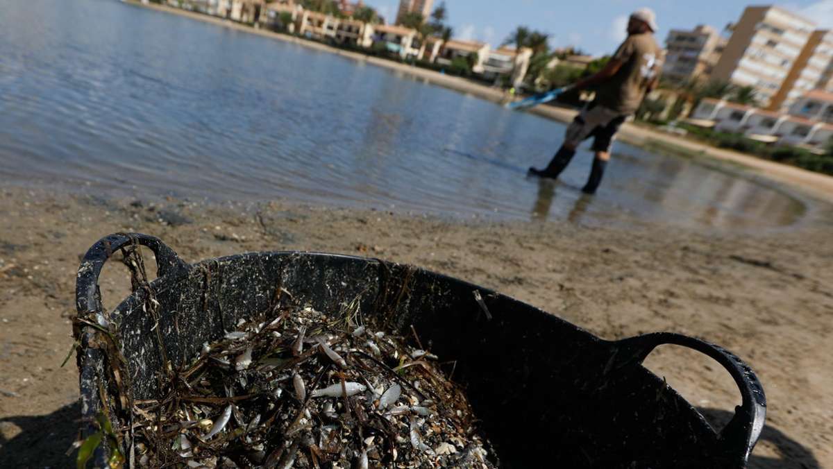 Umweltkatastrophe  in Spanien: Massenhaftes Fischsterben in Europas größter Salzwasser-Lagune