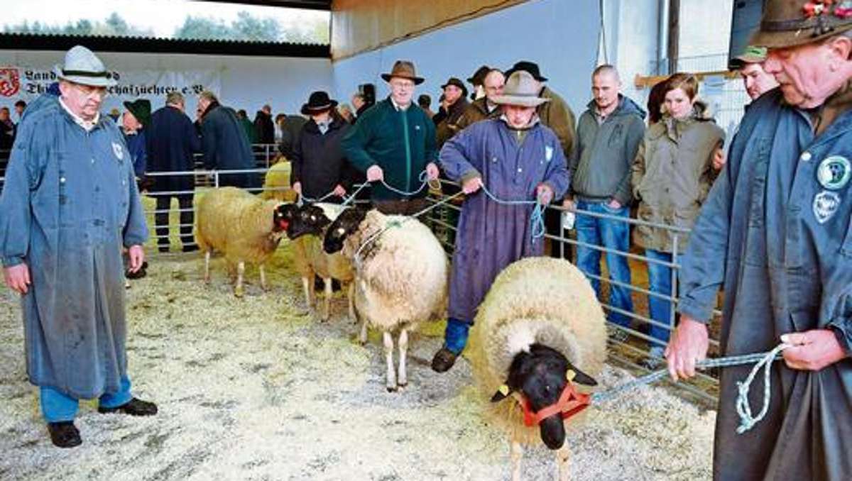 Bad Salzungen: Schafe auf dem Laufsteg