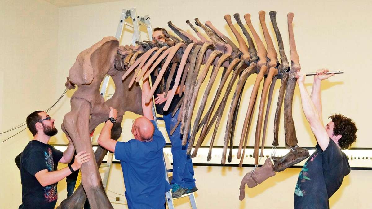 Thüringen: Mammutskelett nach Komplettsanierung zurück in Halle