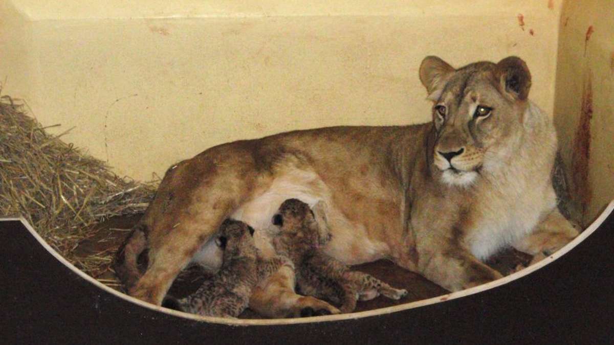 Thüringen: Erstmals Löwenbabys im Zoopark Erfurt geboren