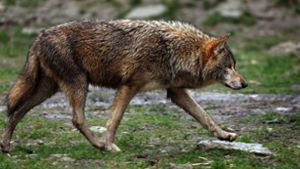 Jagd: Wolf reißt Schafe bei Brotterode