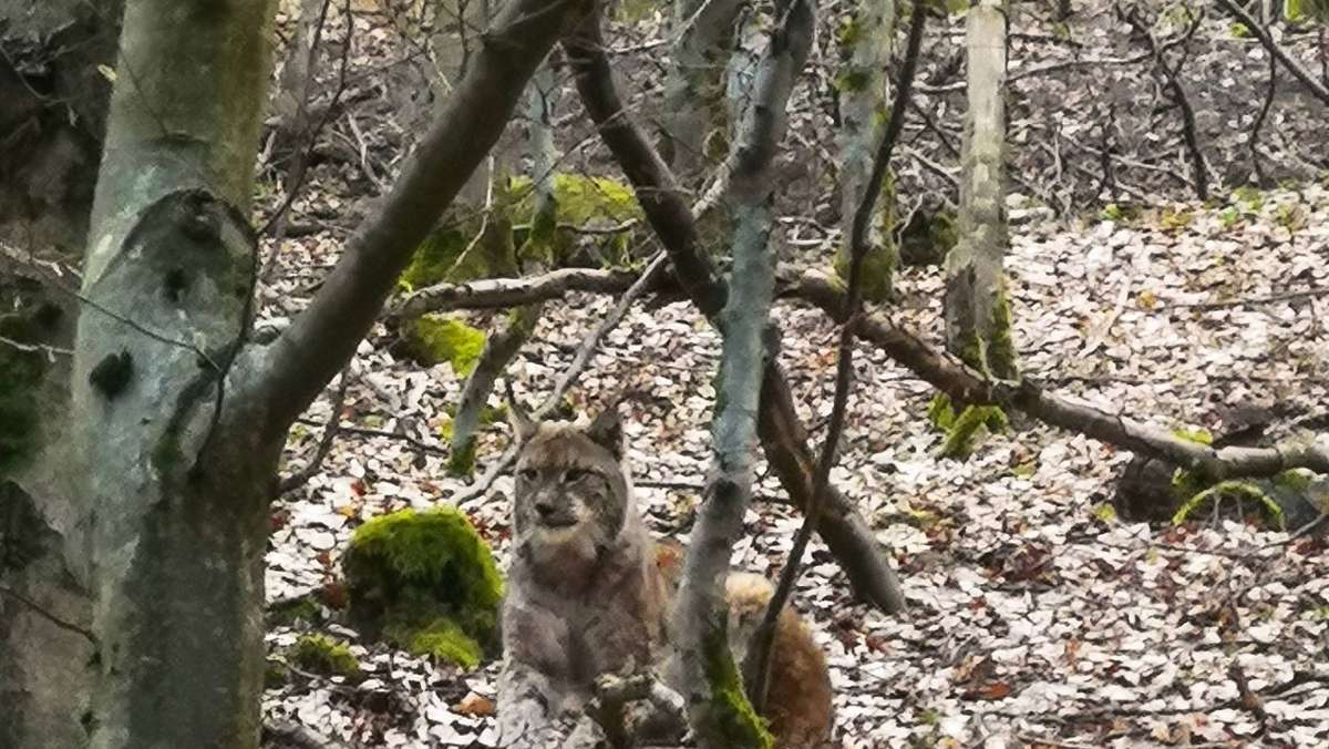 Ilmenau: Ilmenauer Luchs wieder aufgetaucht und im Wald gesichtet