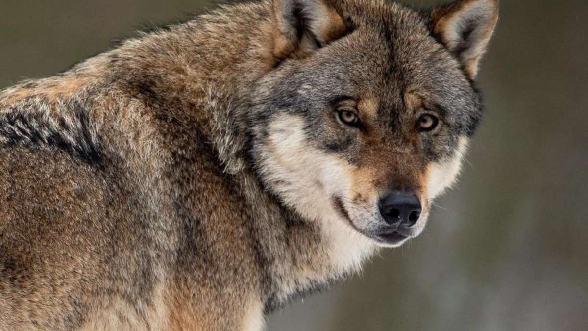 Thüringen: Managementplan für Wolf wird überarbeitet