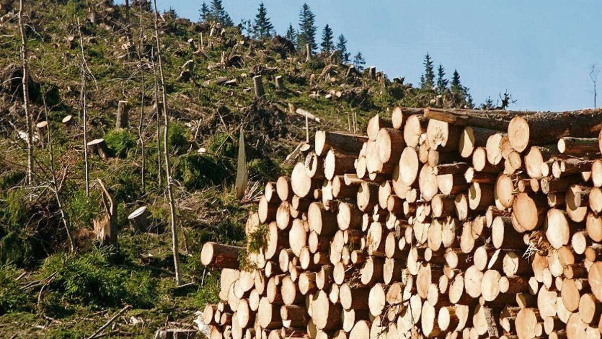 Cursdorf: Am Rennsteig soll Holz das neue Gold werden