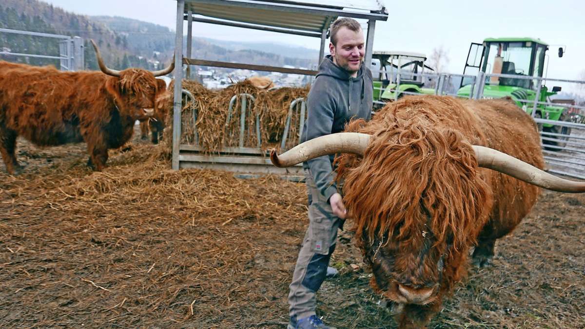 Highland-Rinder: Urige Schönheiten am Langen Berg