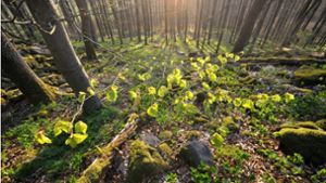 Biosphärenreservat  Rhön: Waldgeheimnisse, besondere Pflanzen  und  mehr