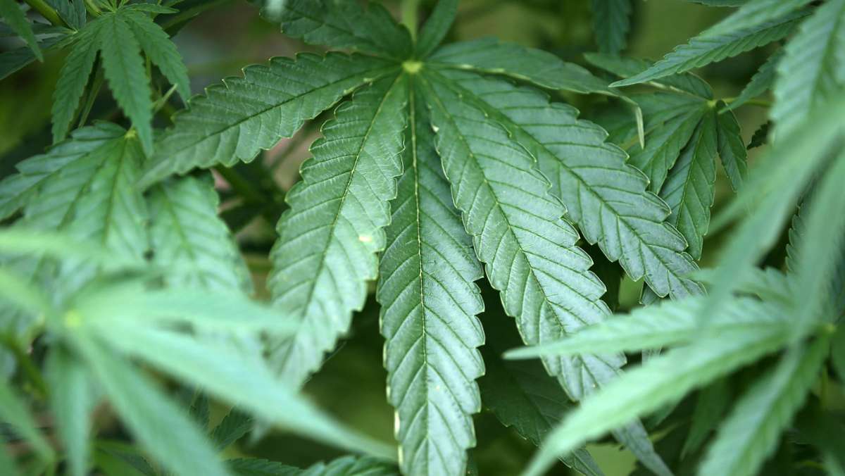 Bewaffneter Drogenhändler: Vier Kilogramm Marihuana und Haschisch aufgefunden