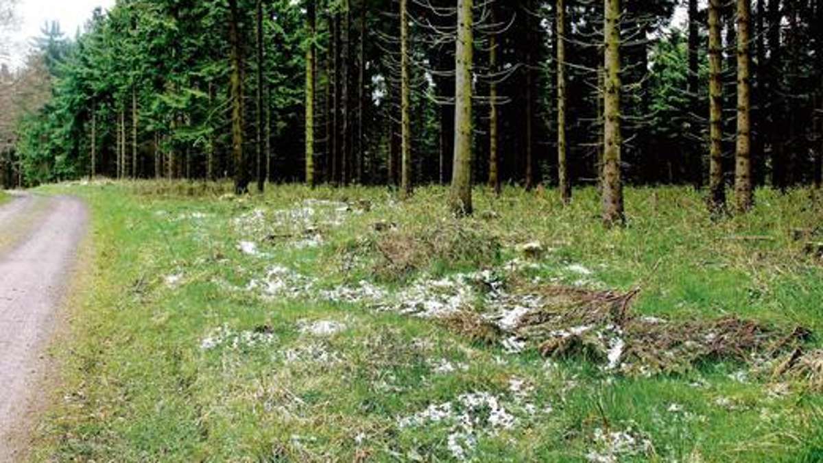 Schmalkalden: Bergstadt wird keinen Kommunalwald verklopfen