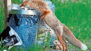 Leckereien im Müll locken Füchse nach Wichtshausen