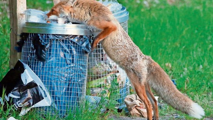 Leckereien im Müll locken Füchse nach Wichtshausen