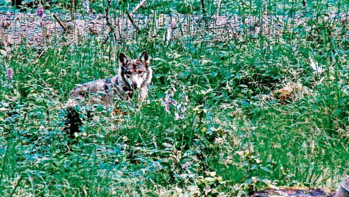Schmalkalden: Experten: Tier im Schmalkalder Wald war definitiv ein Wolf