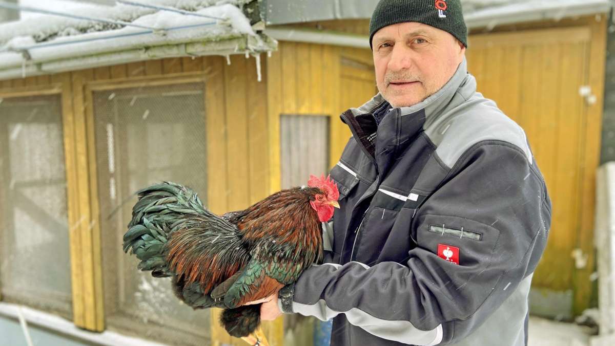 Vogelgrippe-Vorsorge: Steinheider Züchter sagen Schau ab