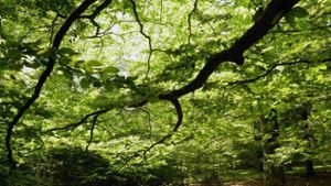 Wälder im Klimawandel: BUND fordert Laubmischwälder