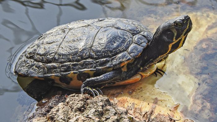 Leserin findet Schildkröte am Gehrener Seerosenteich