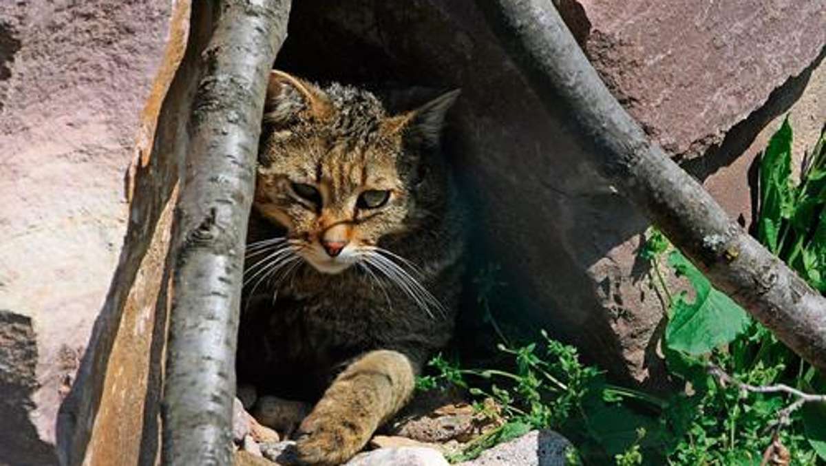 Bad Salzungen: 50 Wildkatzen im Wald zum Gentest gelockt