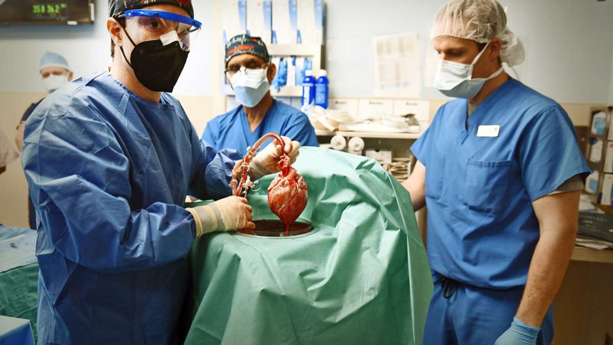 Schweineherztransplantation: Mit Tierherzen gegen den Organmangel?