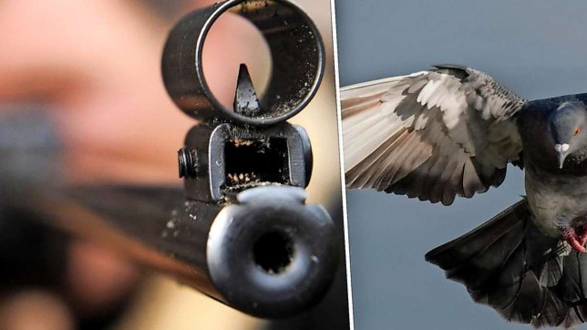Thüringen: Zwei tote Tauben führen zu einem Waffennarren
