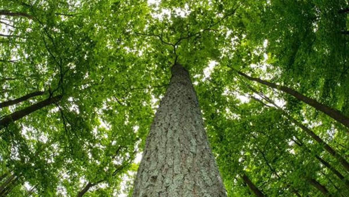 Thüringen: Die Wälder trotzen dem Klimawandel