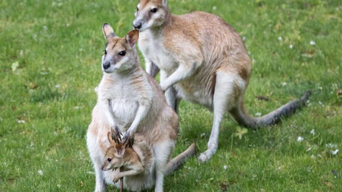 Thüringen: Mit Jungtier im Beutel ausgebüxtes Känguru wohl in Sachsen gesichtet