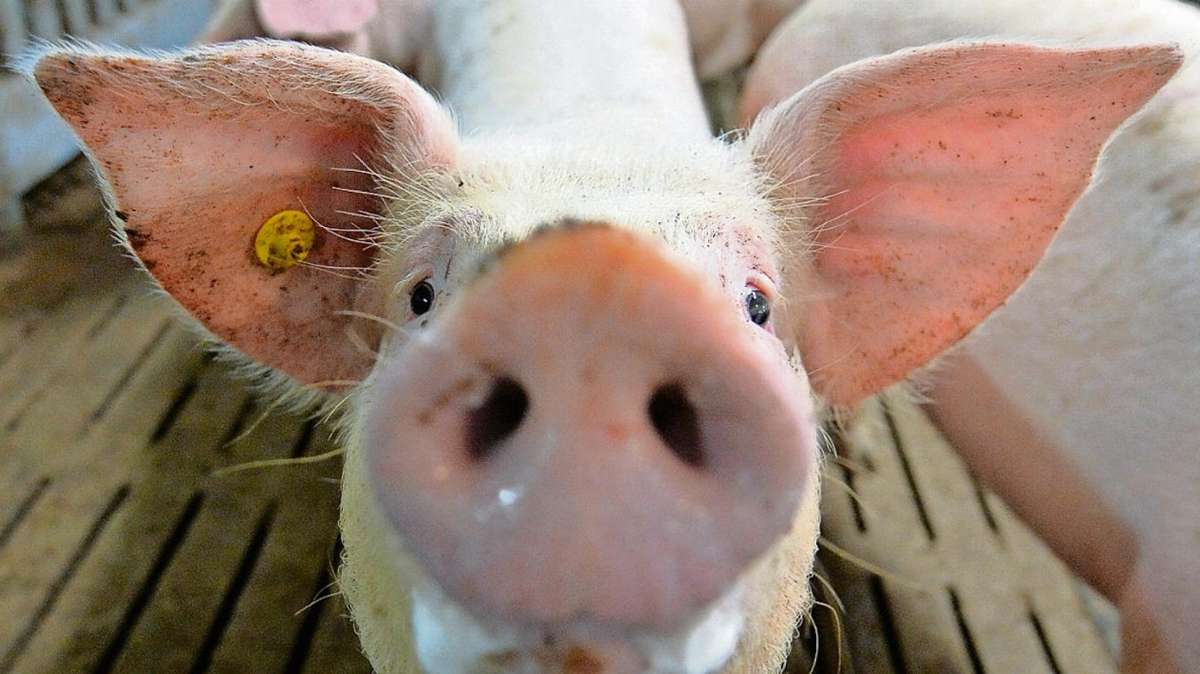 Erfurt: SPD fordert einen Tüv für Schweineställe