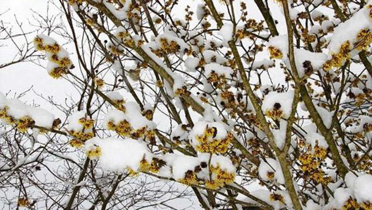 Gartenwochen: Blüten trotzen dem Schnee