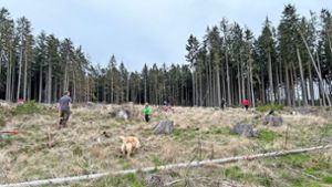 Pflanzaktion: 200 Walnussbäume für den großen Tragberg
