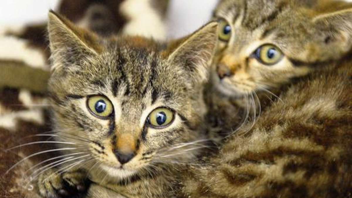 Bad Salzungen: Weltkatzentag: Zuhause gesucht