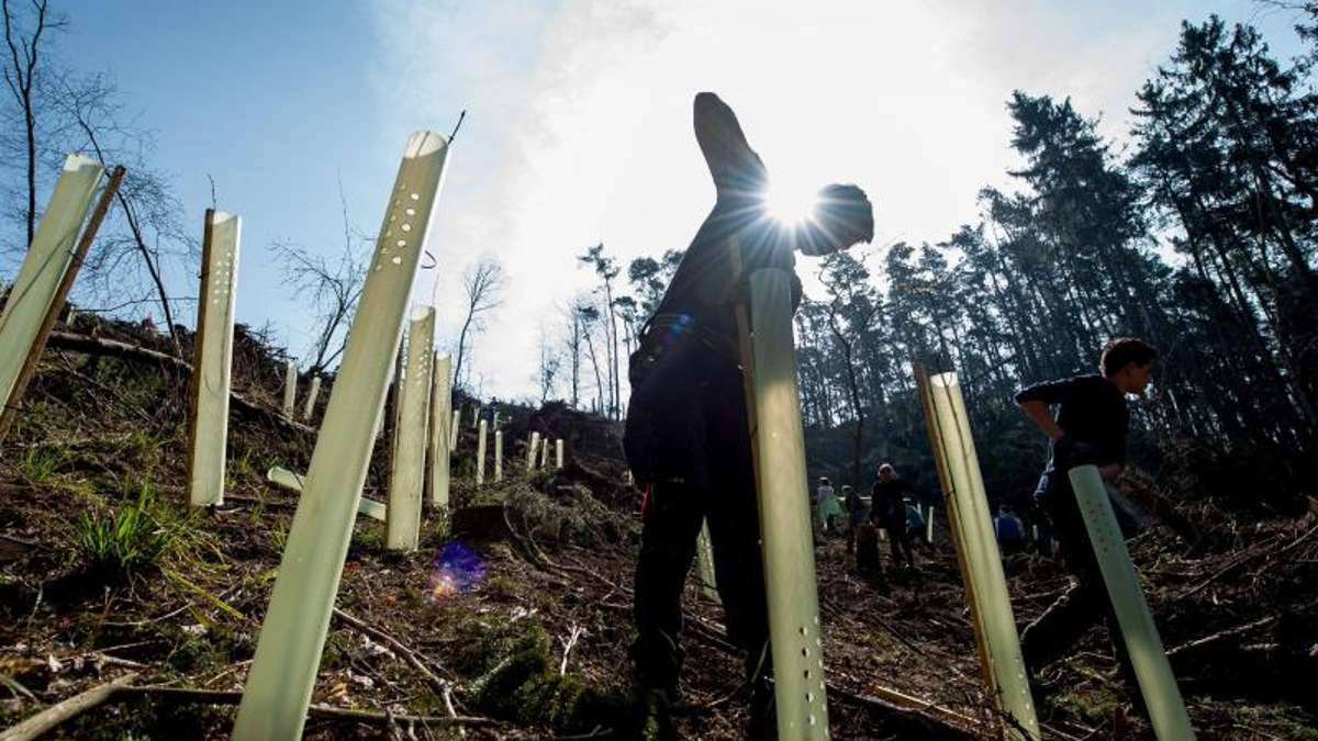 Thüringen: Wiederaufforstung der geschädigten Wälder große Herausforderung