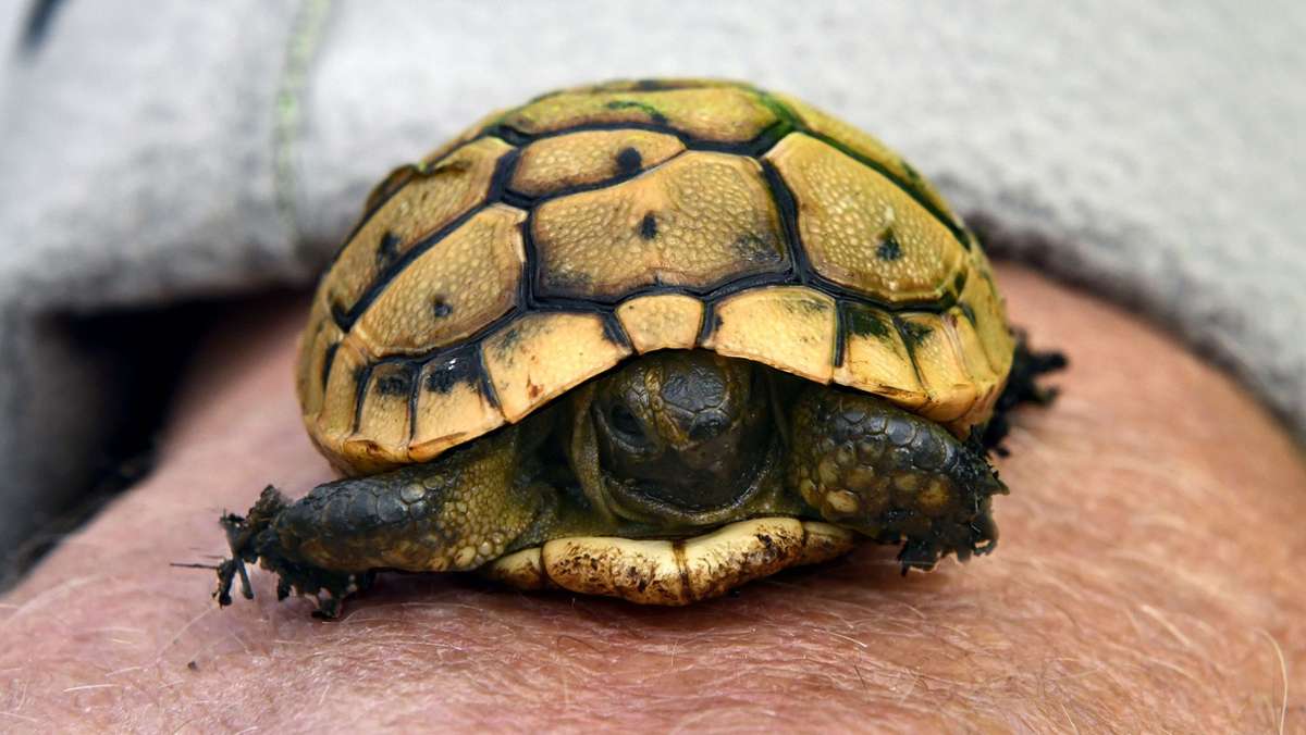 Schildkröten-Zeit: Das zweite Treffen in Neuhaus steht an