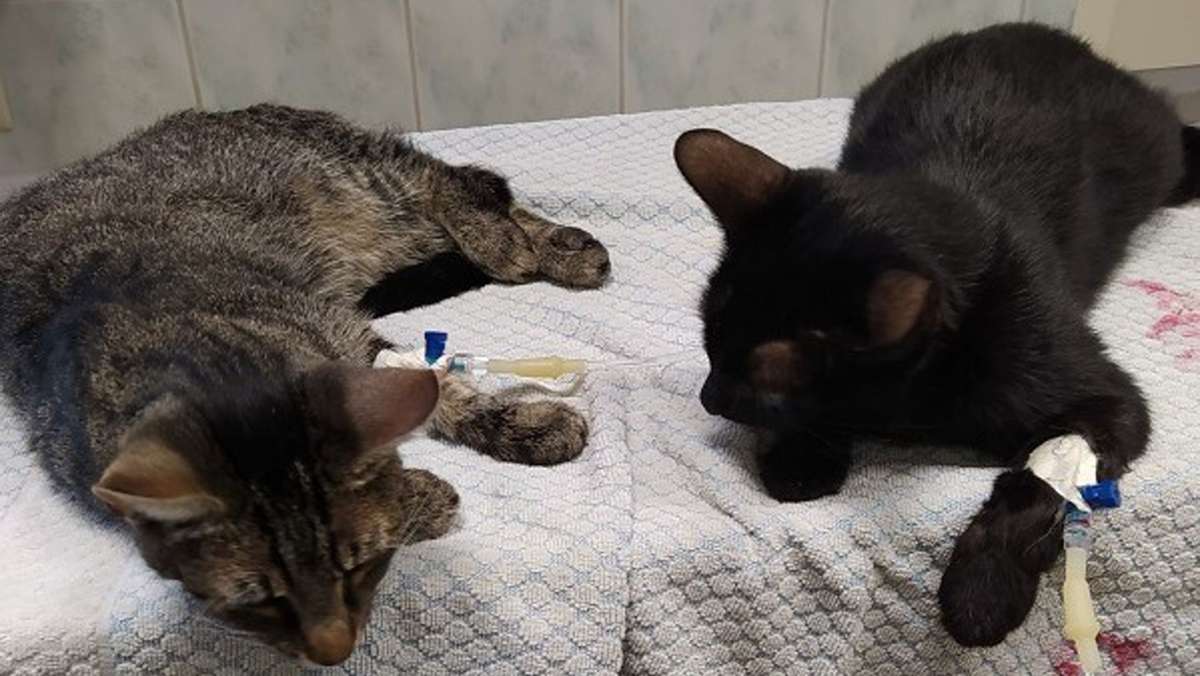 Oberzella: Fünf Katzen vergiftet: Anzeige erstattet