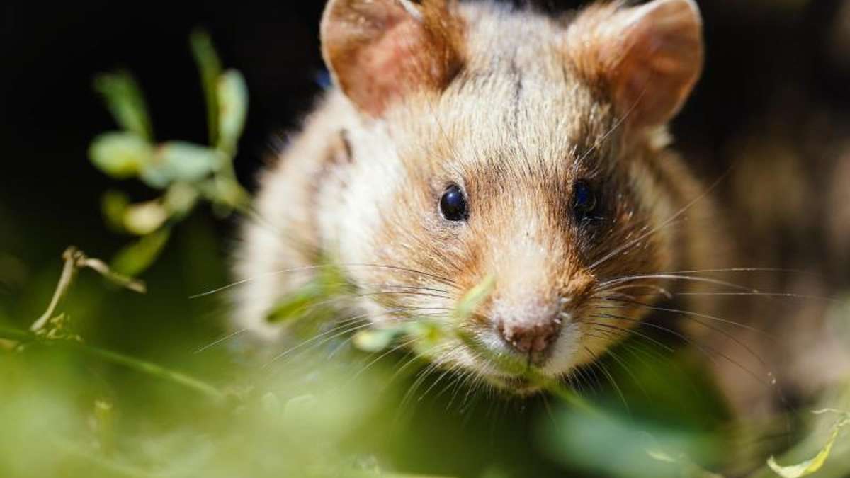 Thüringen: Streit im Umgang mit Gift, Mäusen und Hamstern