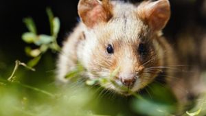 Streit im Umgang mit Gift, Mäusen und Hamstern