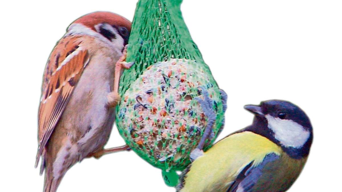 Bad Salzungen: Verwaiste Futterhäuschen: Wintervögel machen sich rar